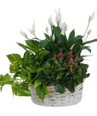  Living Garden Plant Basket