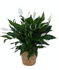 Peace Lily Plant in Basket